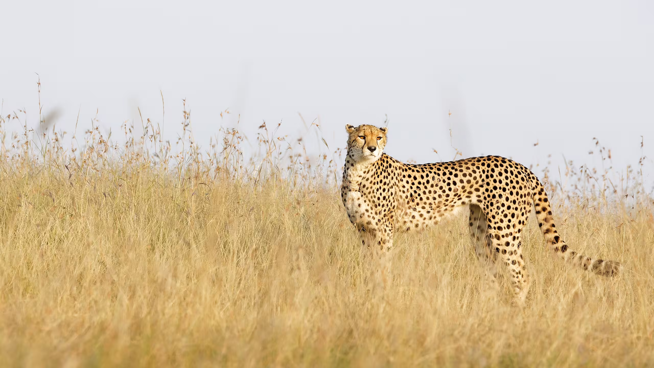 Cheetah in Masai Mara Savanna