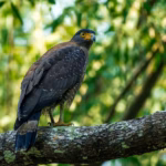 Crested Serpent Eagle Perched on Branch