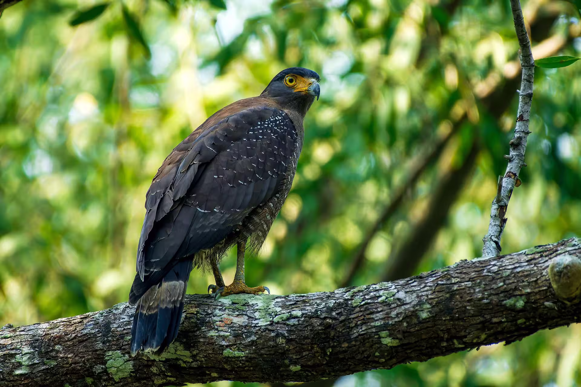 Crested Serpent Eagle Perched on Branch
