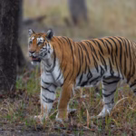 Royal Bengal Tiger in Forest