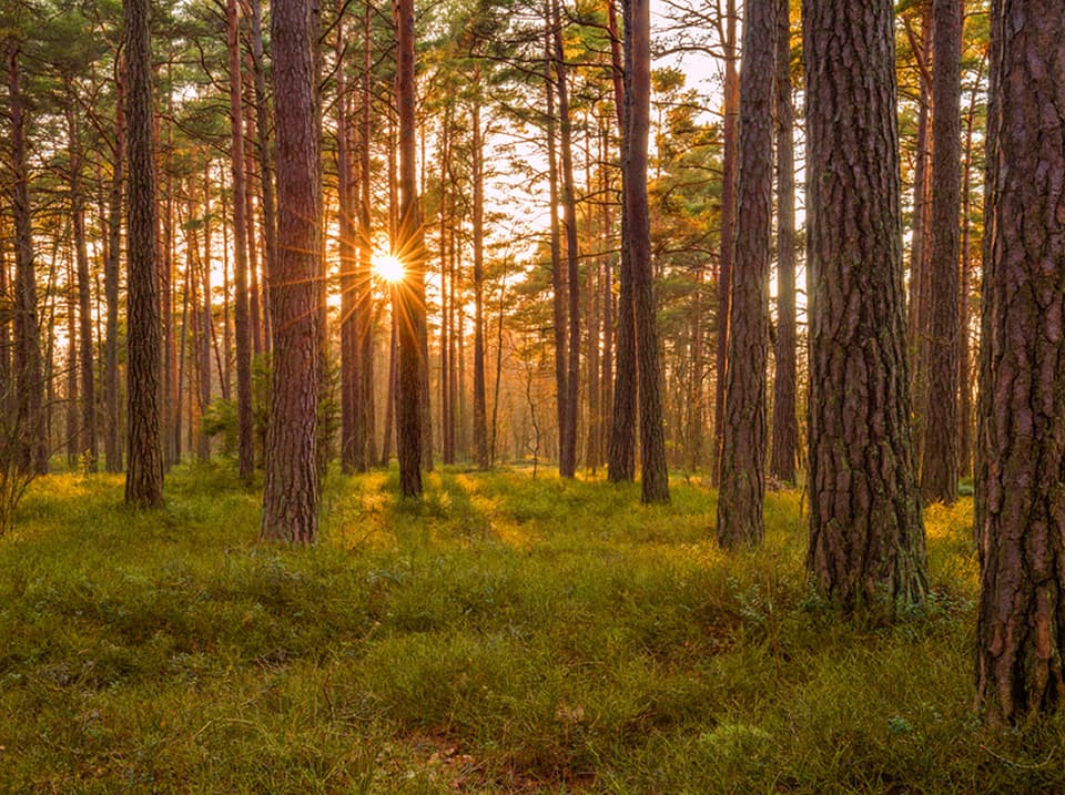 pin du nord foret