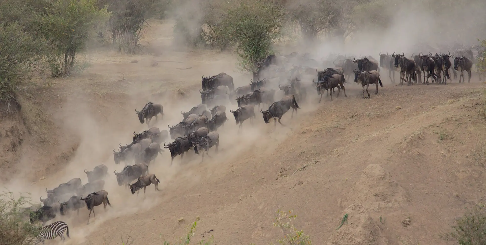 wildebeest-migration wildebeest-migration