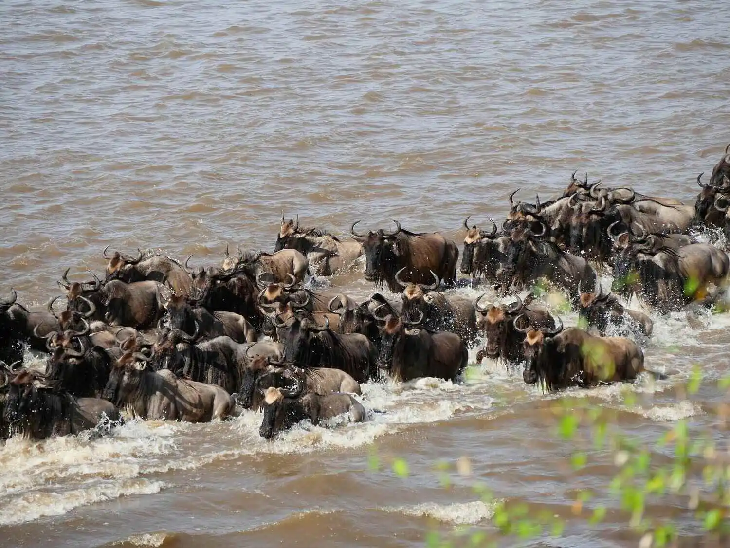 wildebeest-migration-in-serengeti wildebeest migration in serengeti