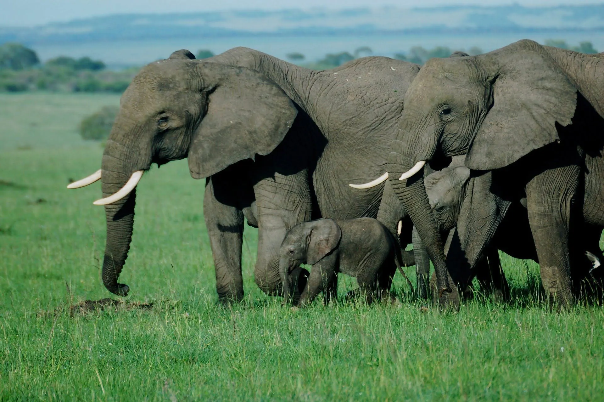 Serengeti Elephants