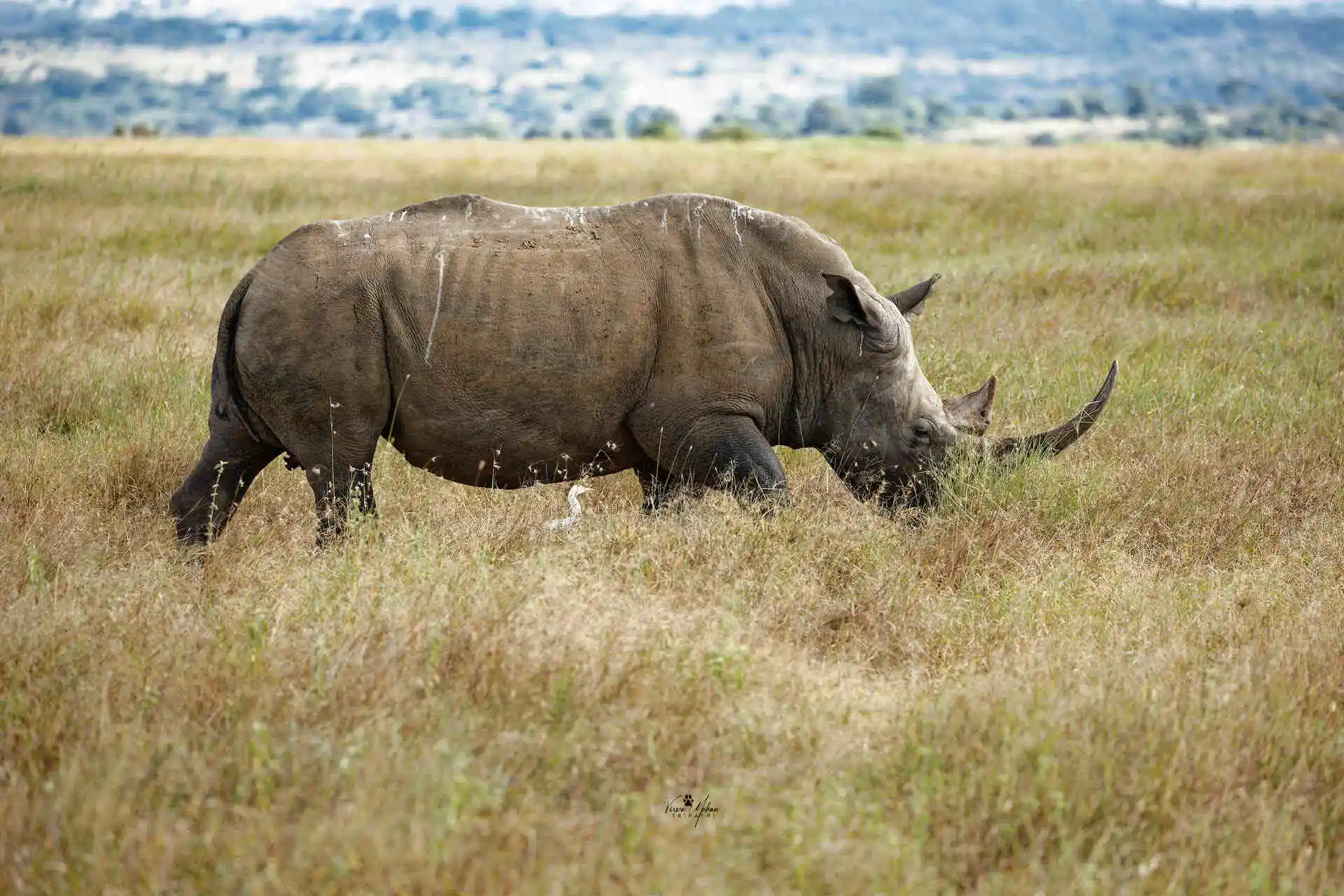 rhinoceros-serengeti Rhinoceros In Serengeti