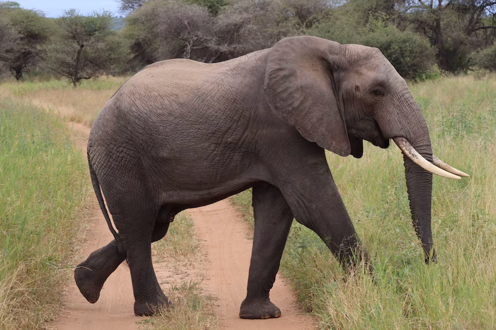 Serengeti Elephant