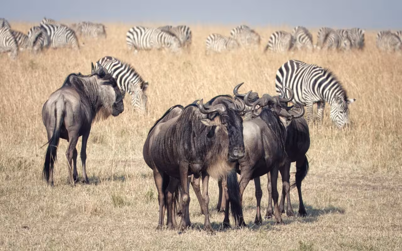 Serengeti in June: Dry Season Begins and the Migration Moves West