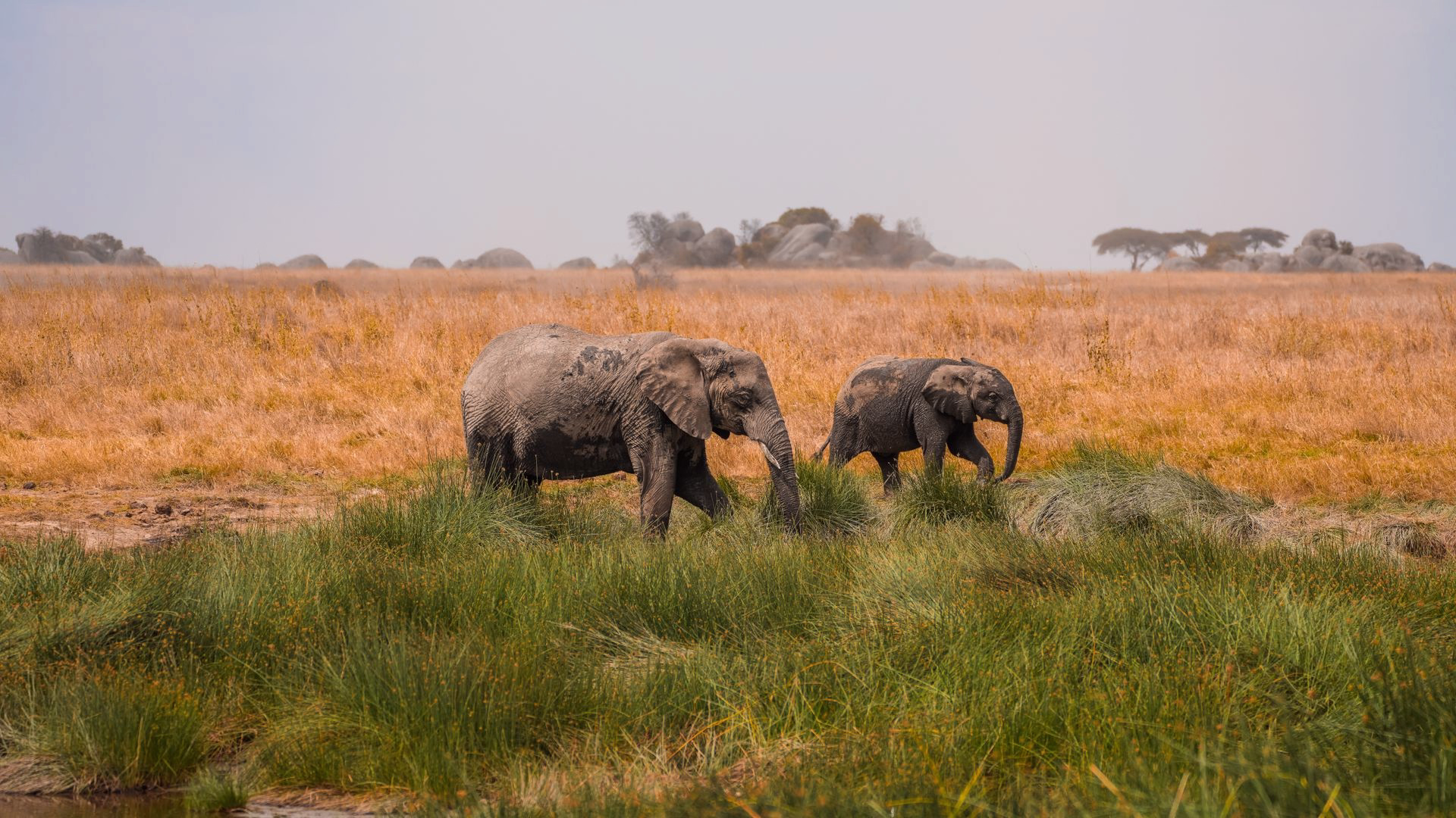 elephants grazing in serengeti plains