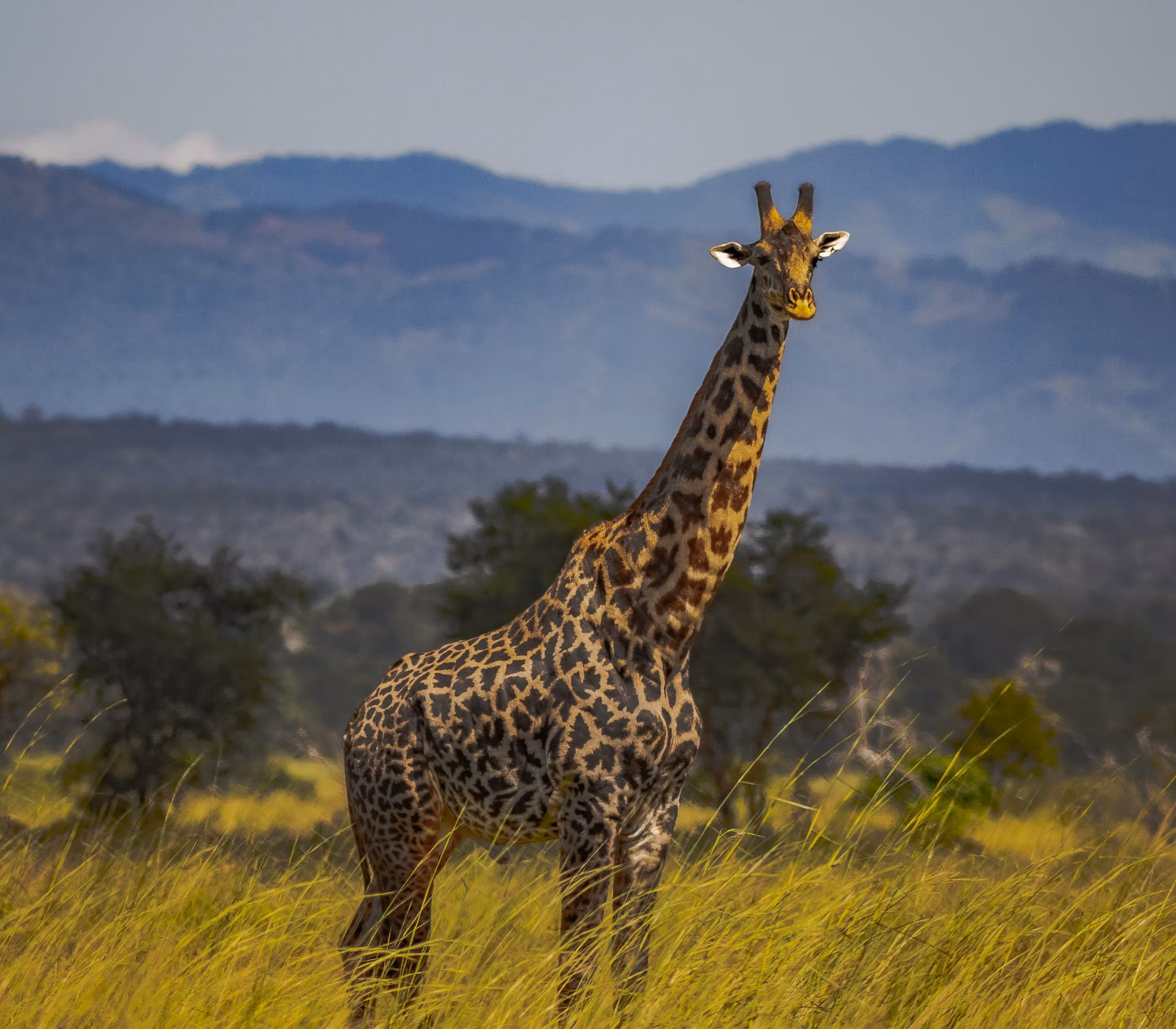 elephant-standing-in-tall-grass