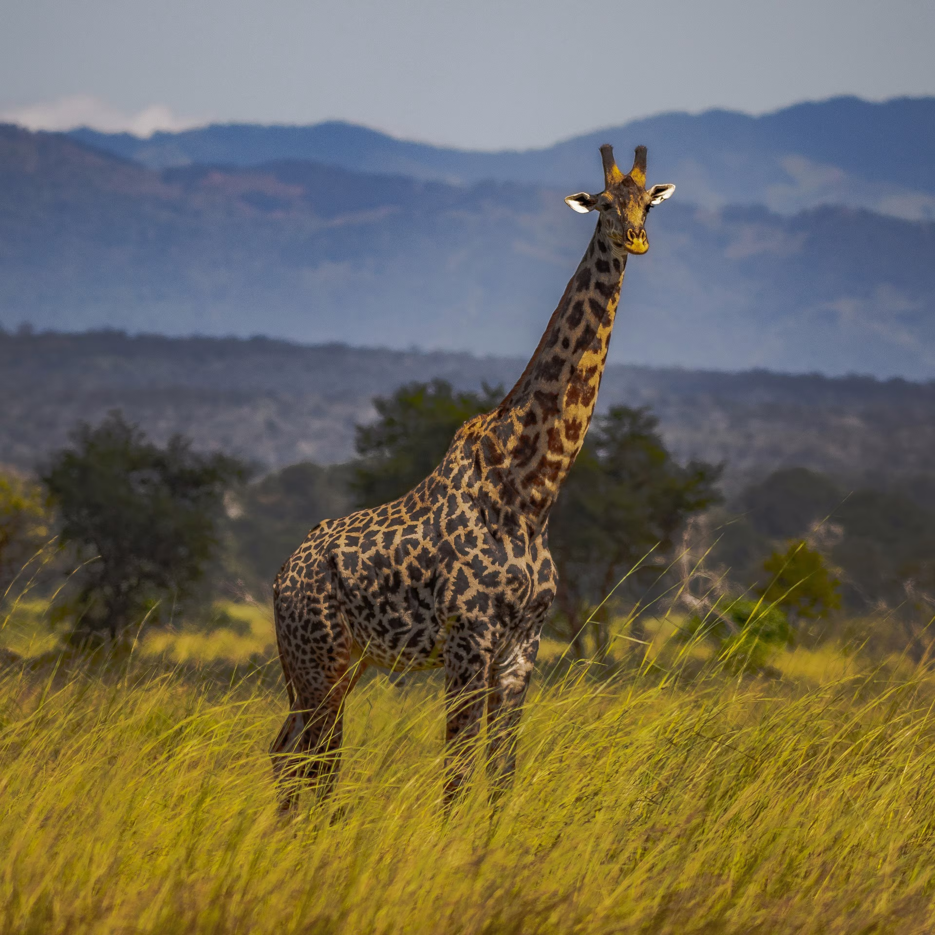 giraffes Giraffes with Mount Meru Scenery