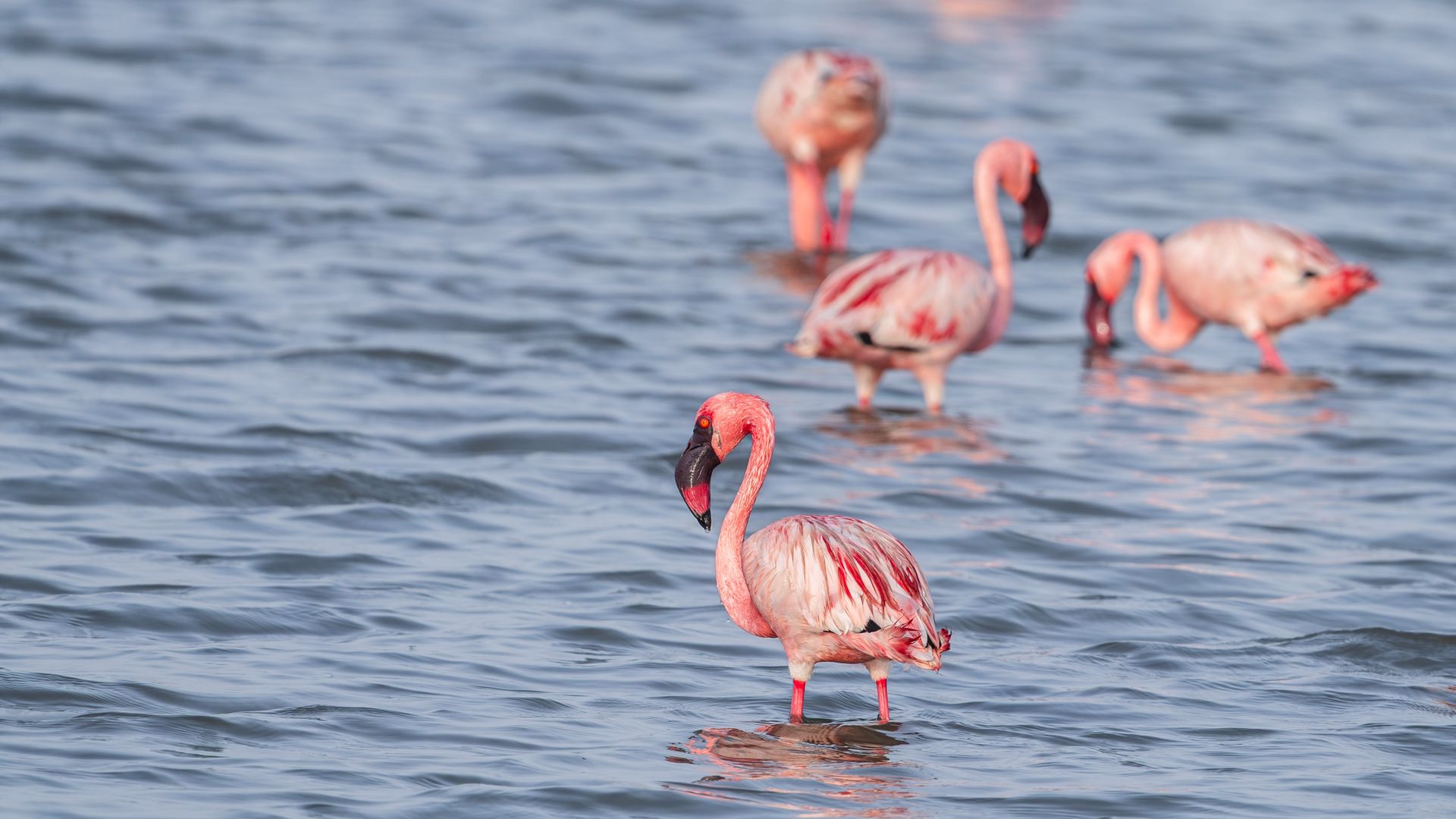 lake-natron-flamingos Lake Natron flamingos