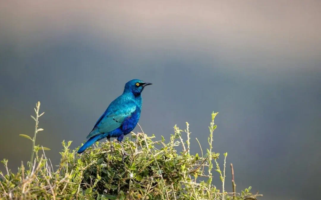 Serengeti in February: A Complete Guide to Calving Season Safaris