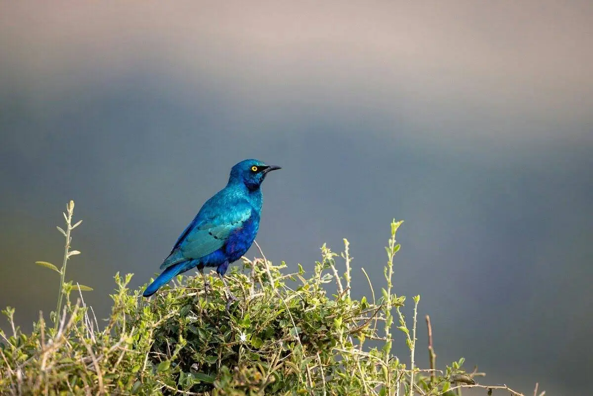 Blue Bird in Serengeti