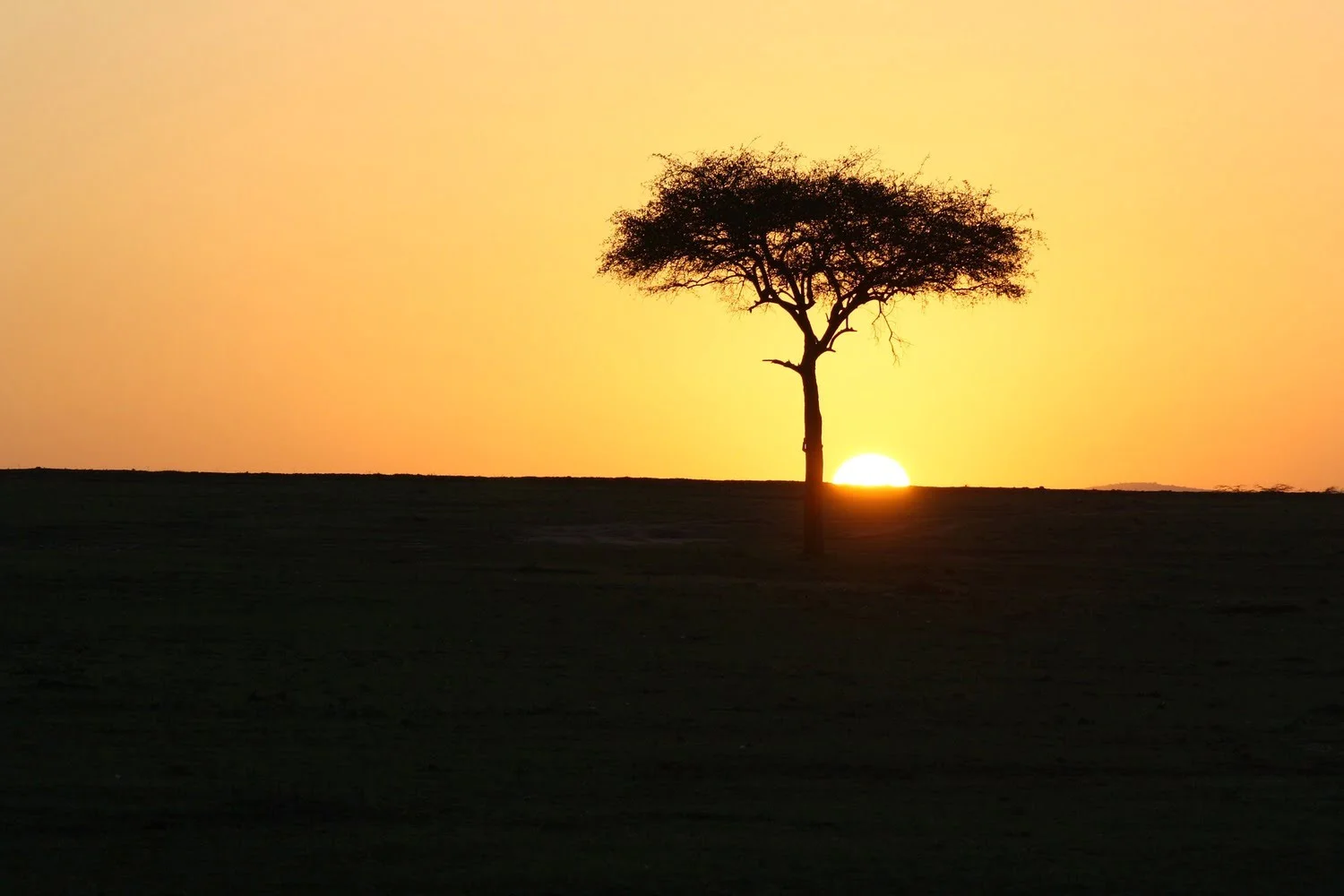 Sunset on savanna