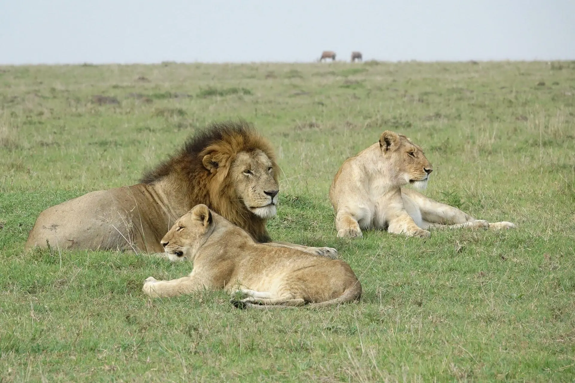 pride-of-lion Pride of Lion