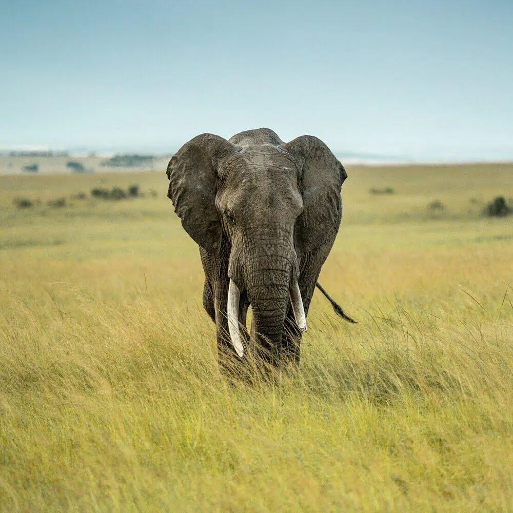 solo-elephant-in-savanna solo elephant in savanna