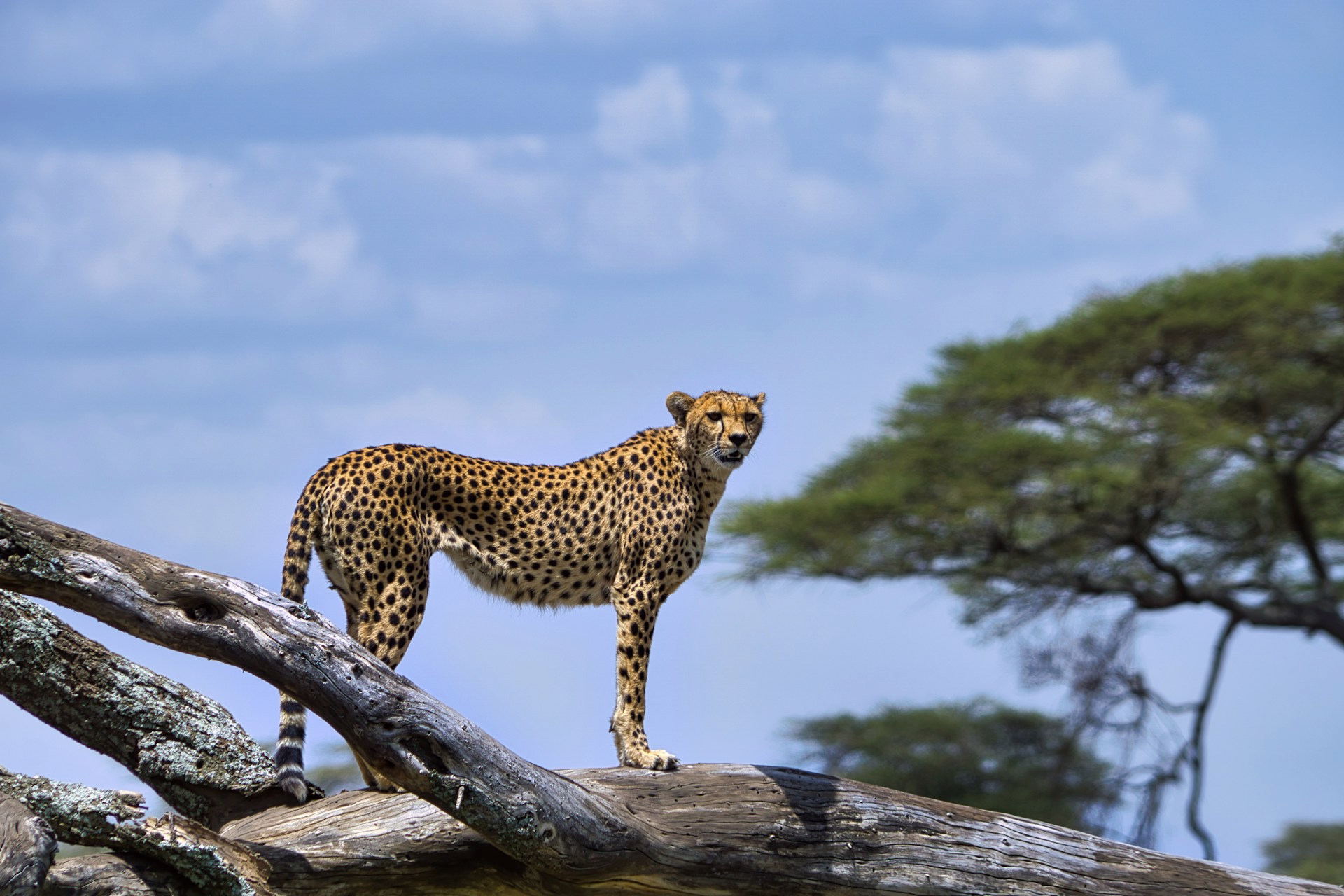 Lion Roaring Masai Mara