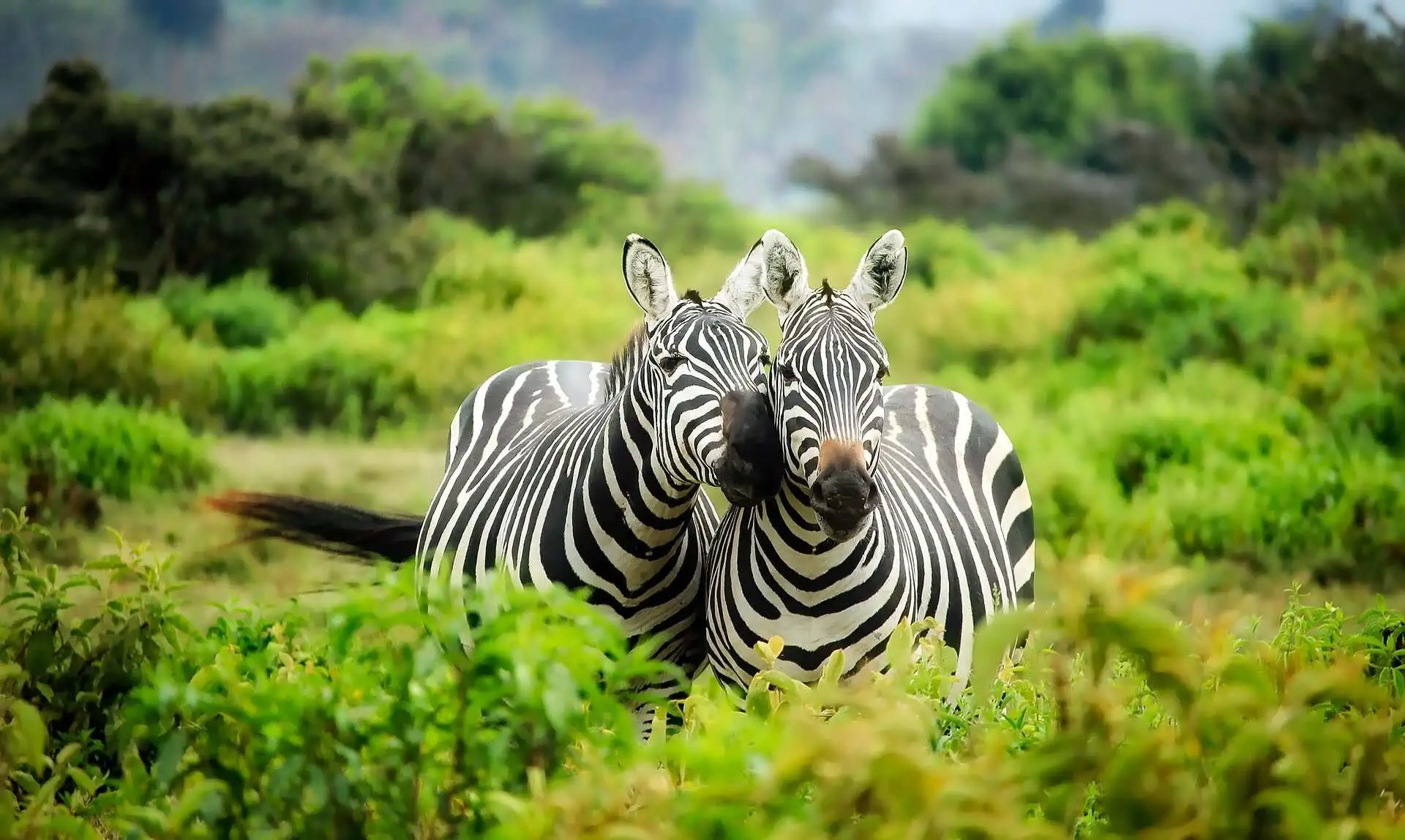 zebra-couples zebra couples