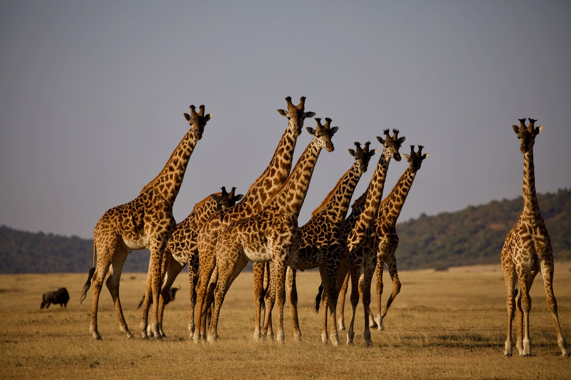 giraffee