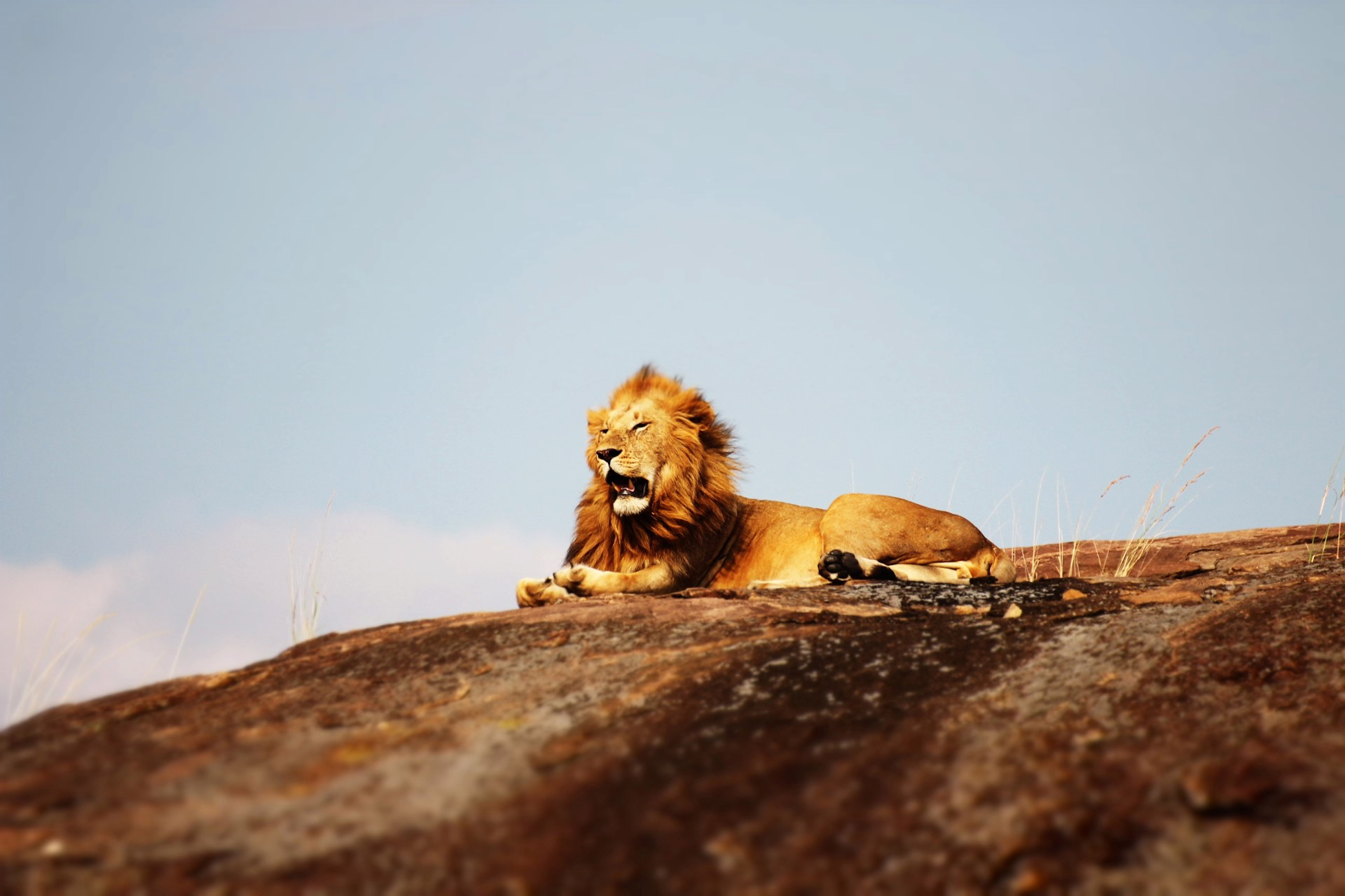 Serengeti in October: Discover the Magic of the African Plains