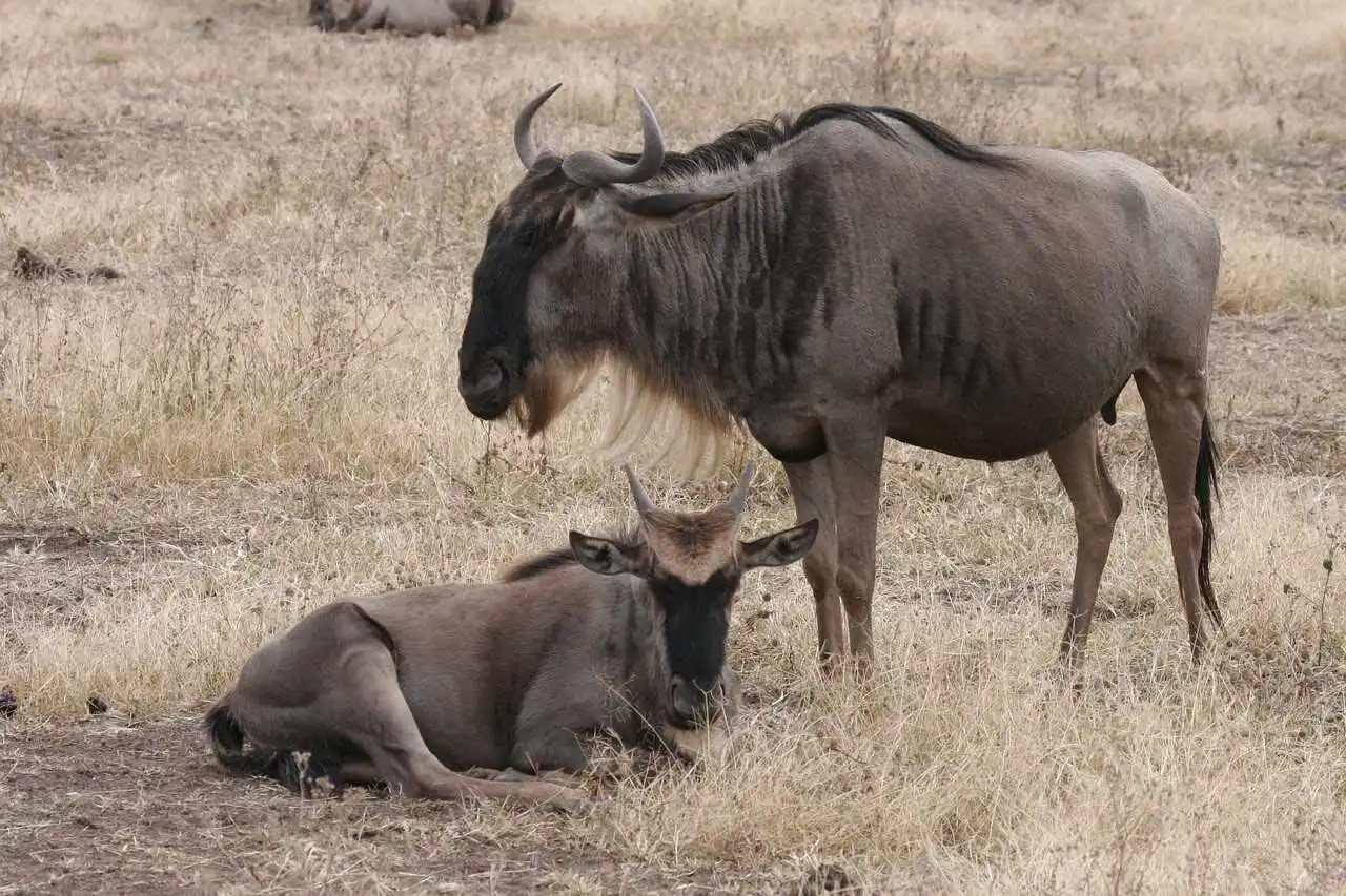 wildebeest-calf Wildebeest Calf