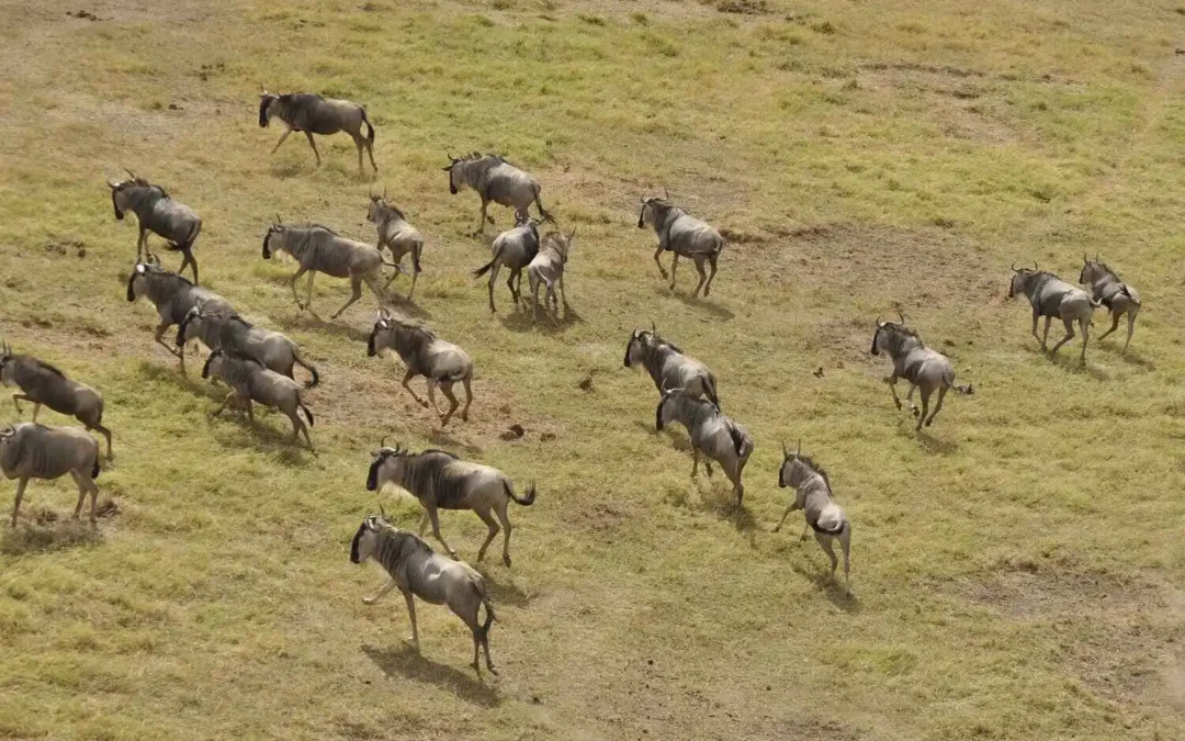 Serengeti in May: Into the Changing Landscapes of the Migration