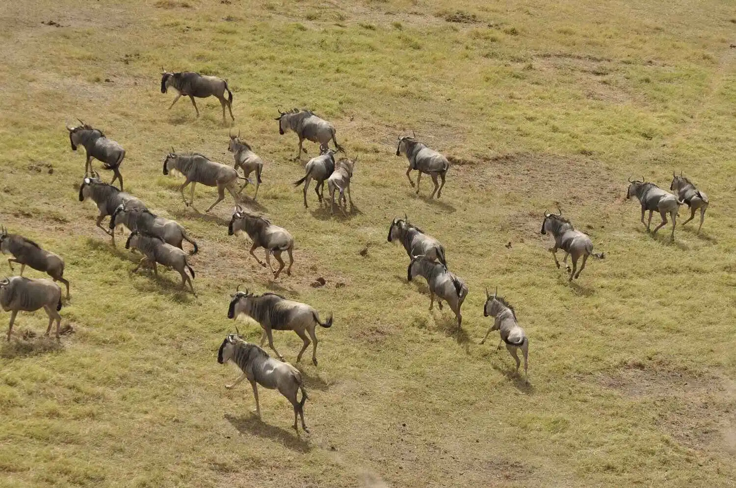 wildebeest migration