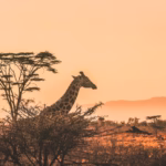 Giraffe standing among acacia trees in the African savanna at sunset, with a warm orange sky and distant hills in the background.