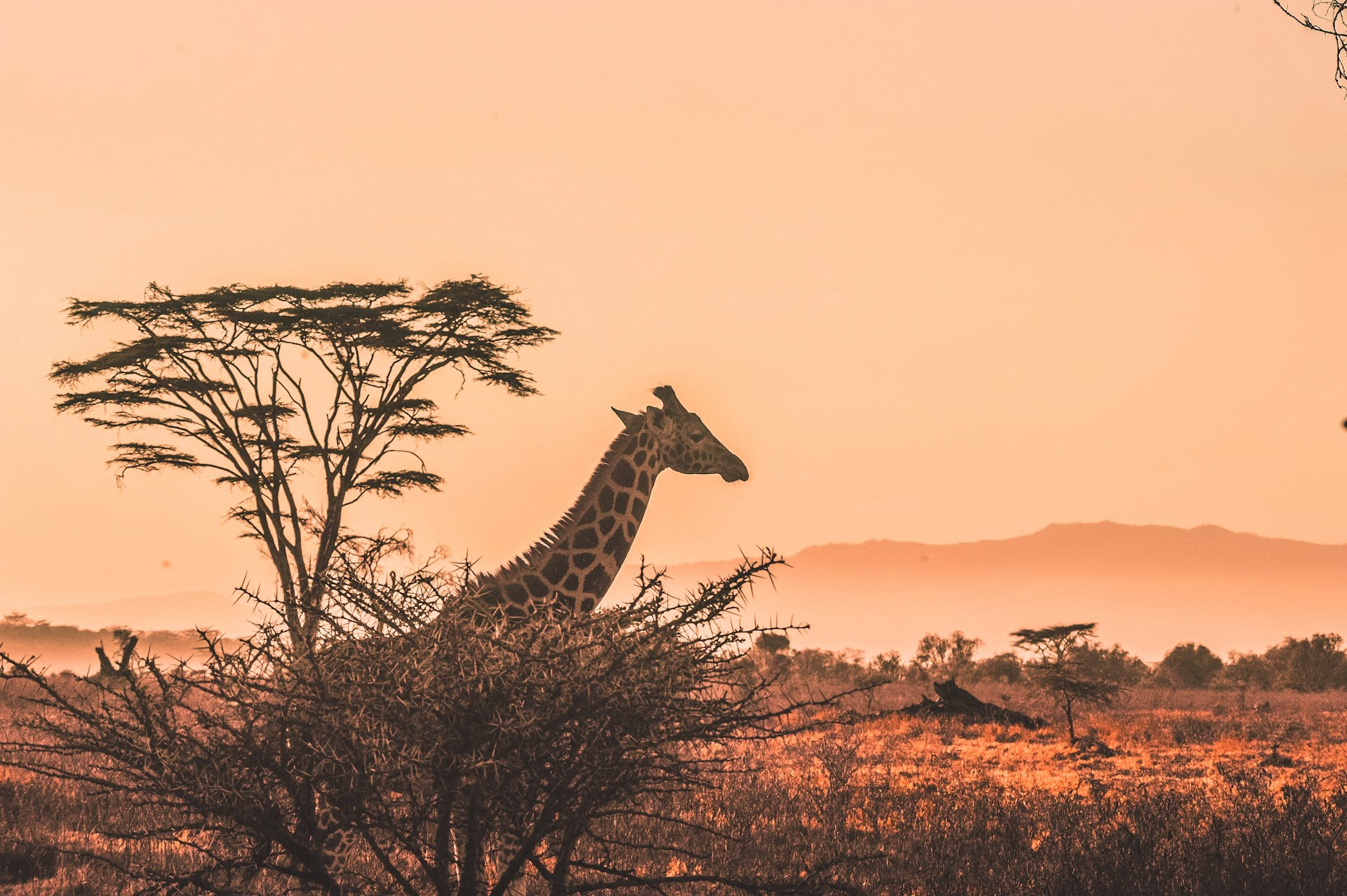 Giraffe standing among acacia trees in the African savanna at sunset, with a warm orange sky and distant hills in the background.