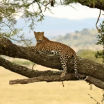 leopard in serengeti