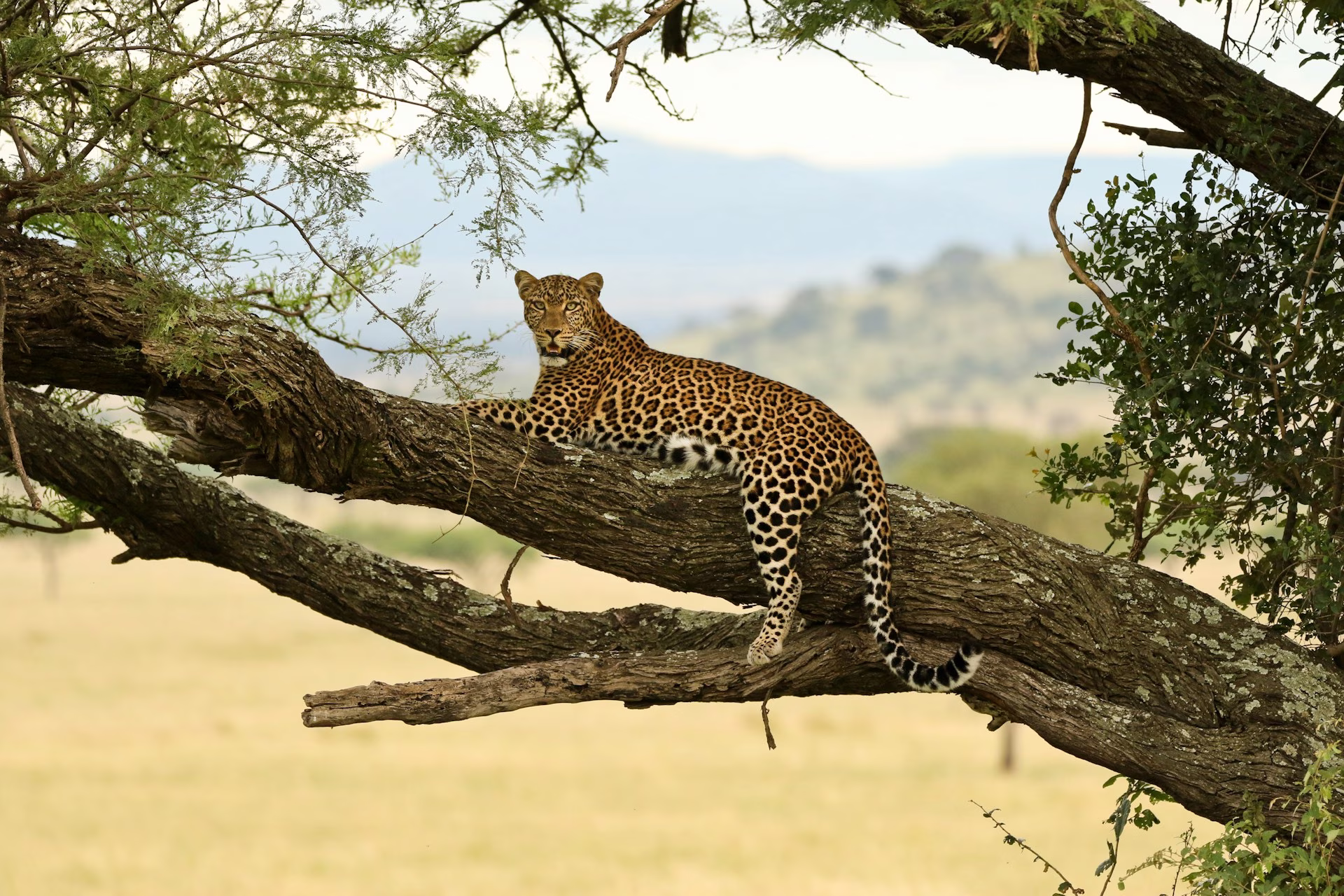 leopard in serengeti