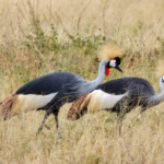 Grey Crowned Cranes