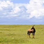 serengeti green plains
