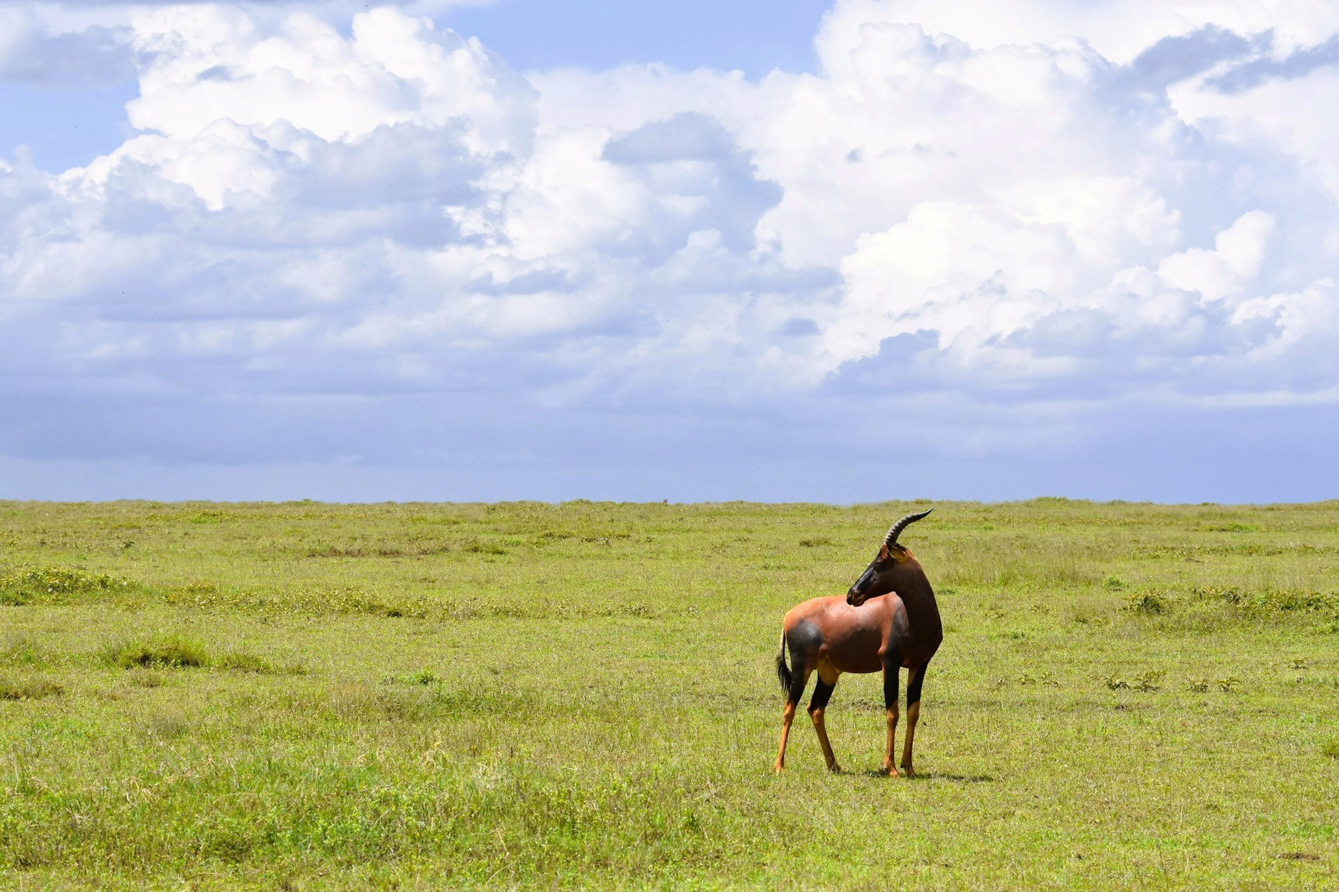 serengeti green plains