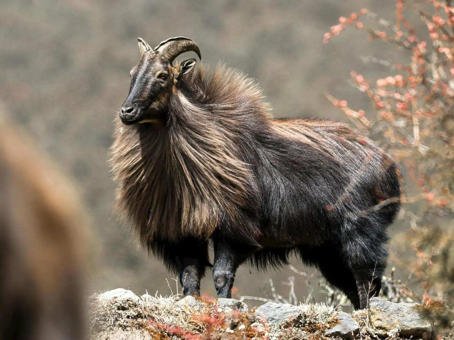 Himalayan Tahr