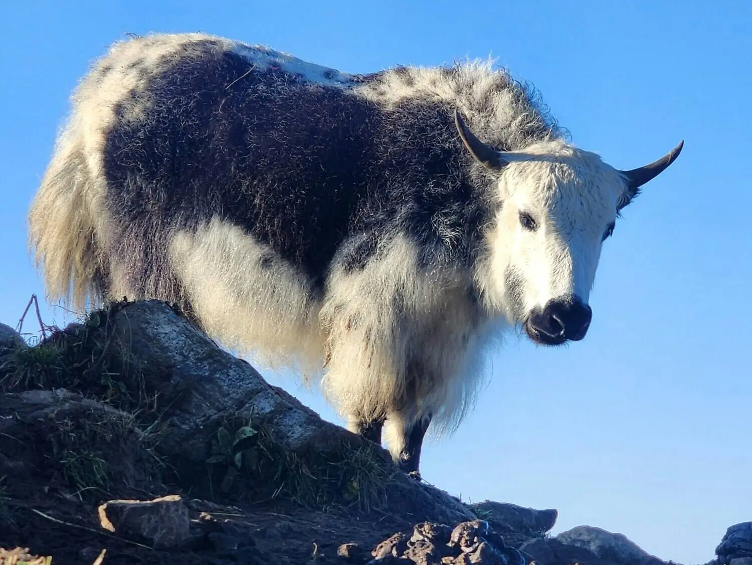 Himalayan Yak