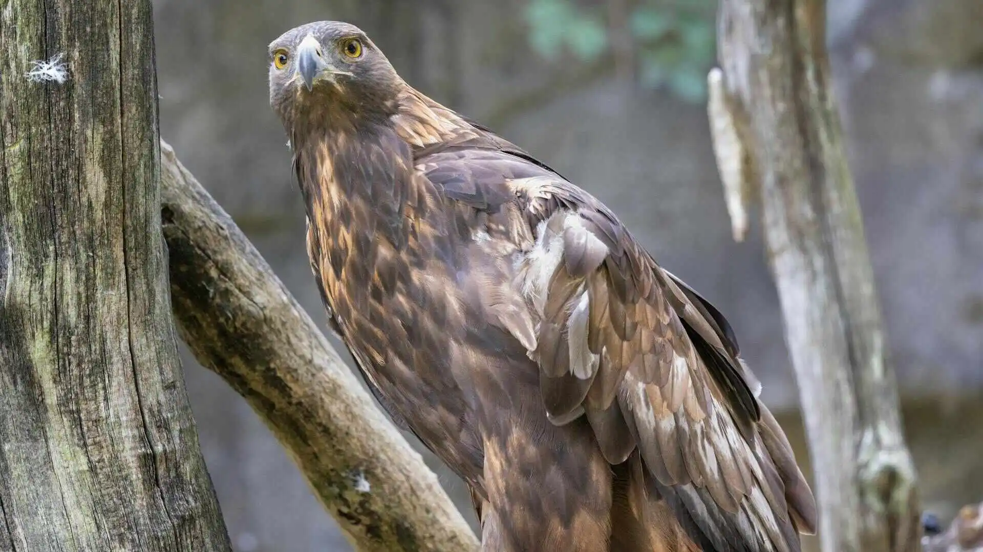 Golden Eagle