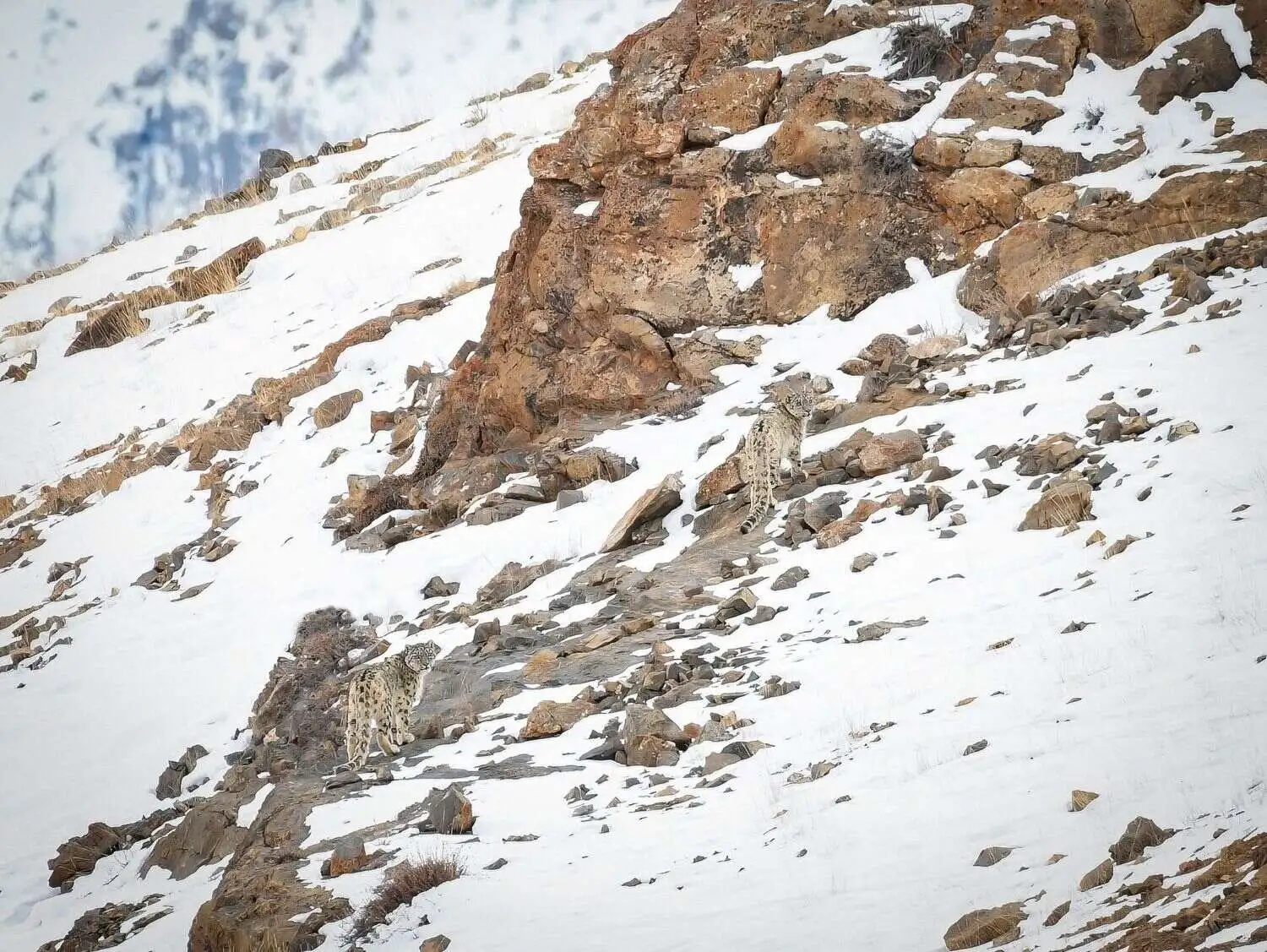Snow Leopard trail