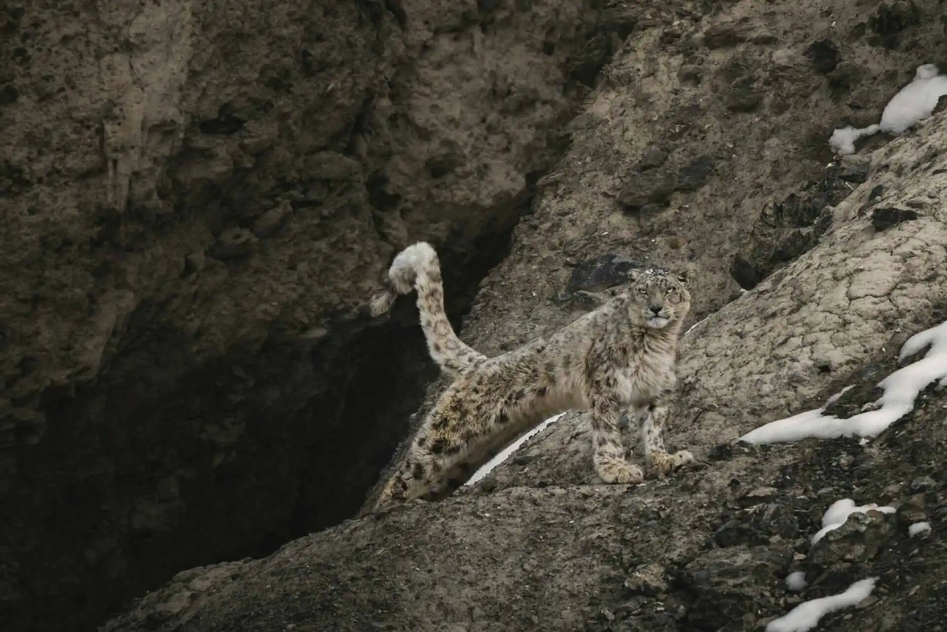 Where and How to find Snow Leopard in India