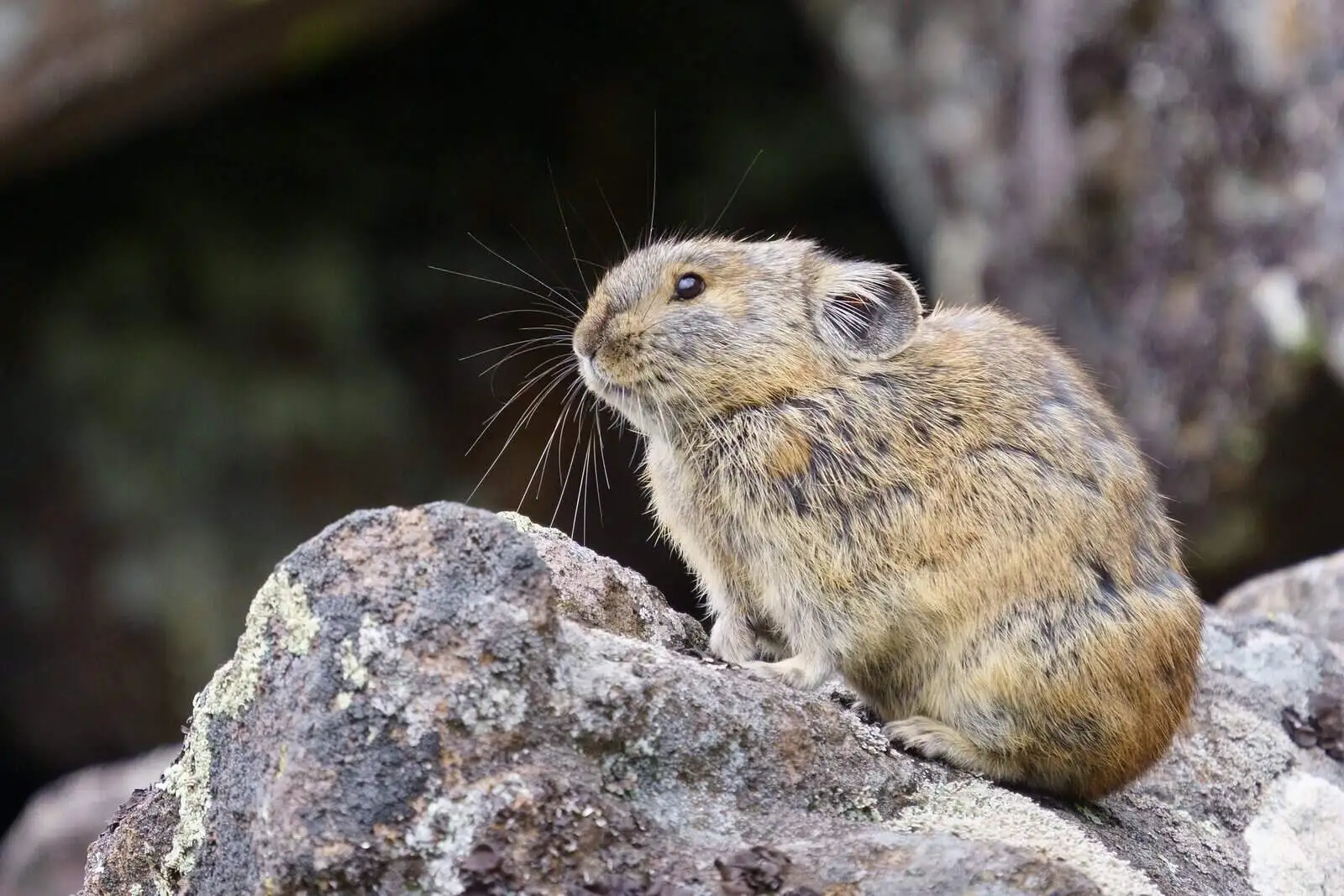Himalayan Pika on Rock