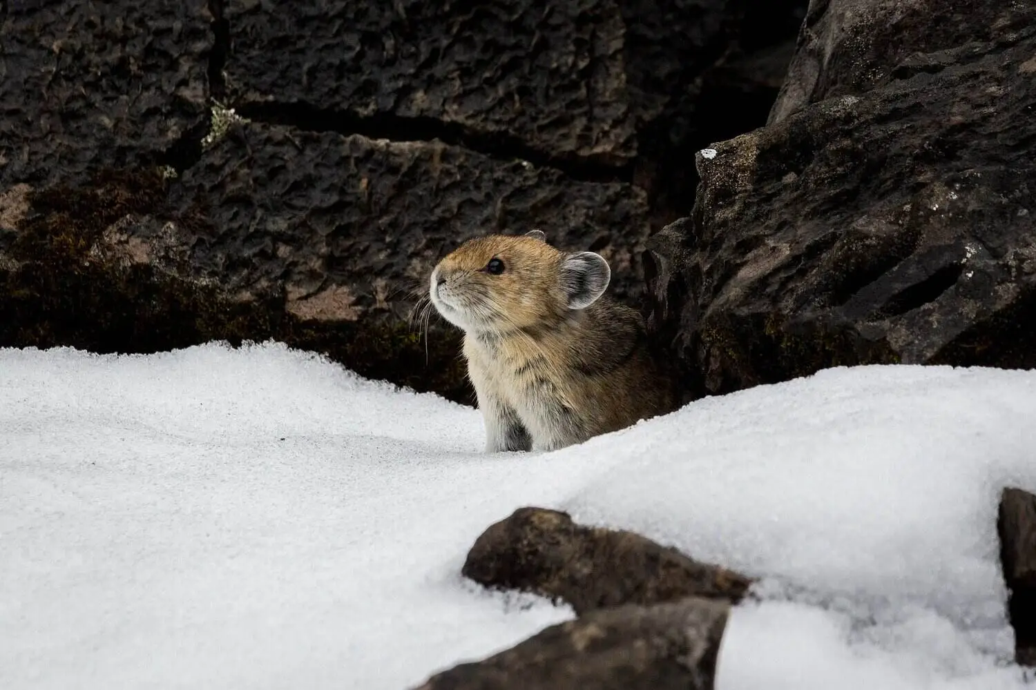 Himalayan Pika in winter snow Himalayan Pika in winter snow