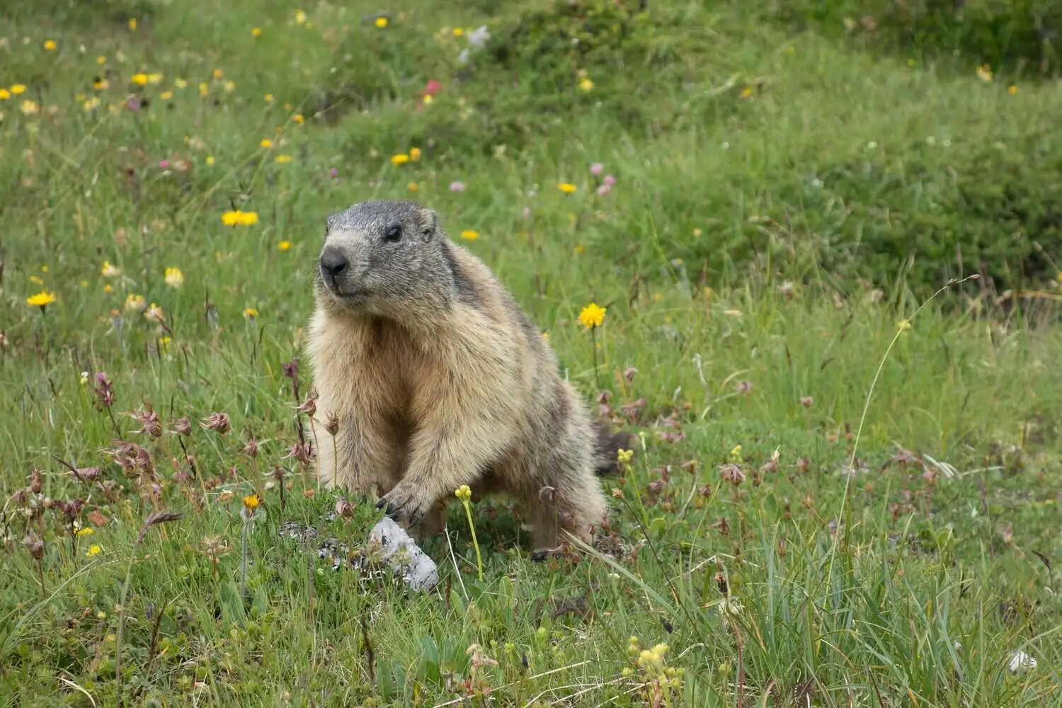 Himalayan Marmot on Grass Himalayan Marmot on Grass