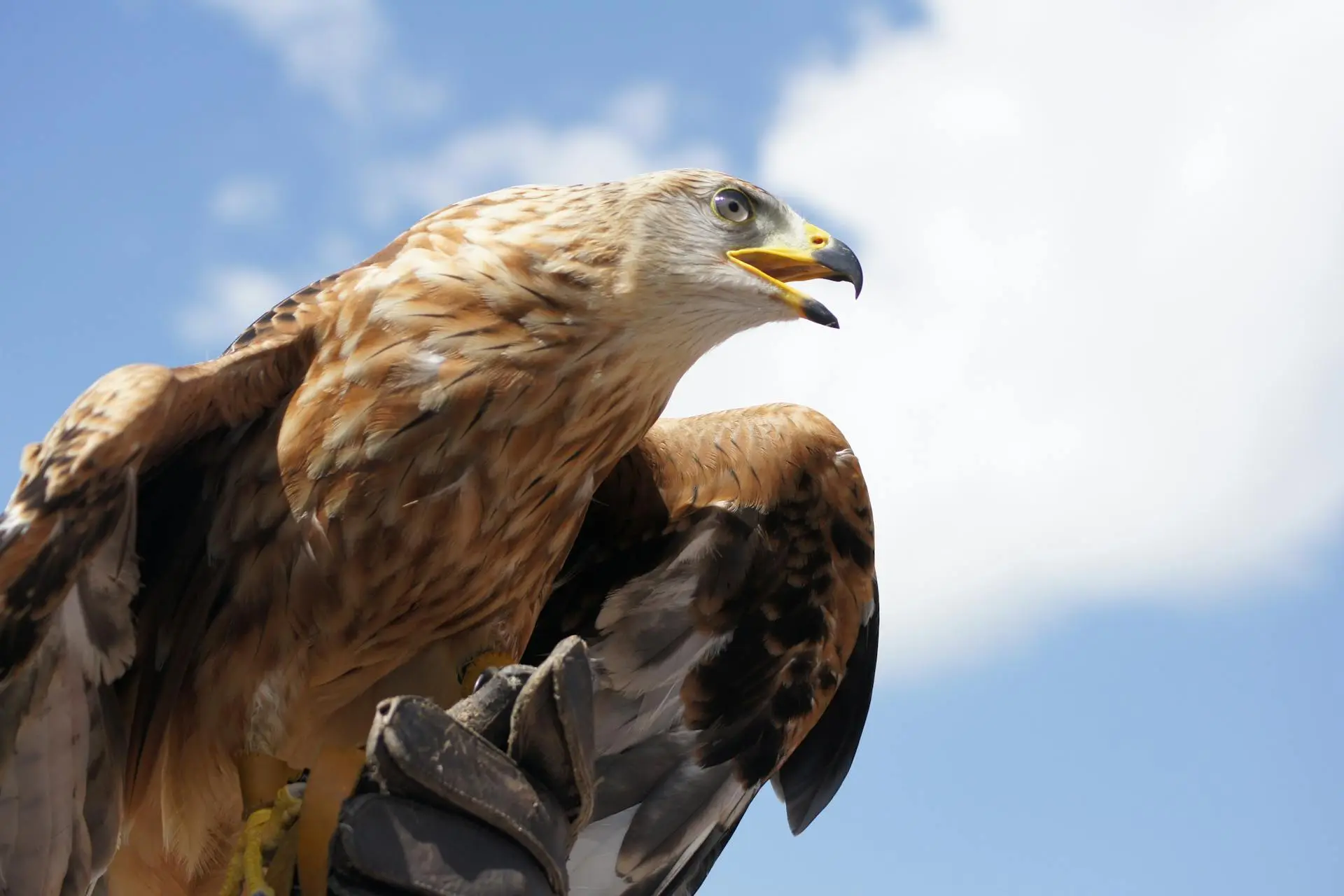 Himalayan Golden Eagle