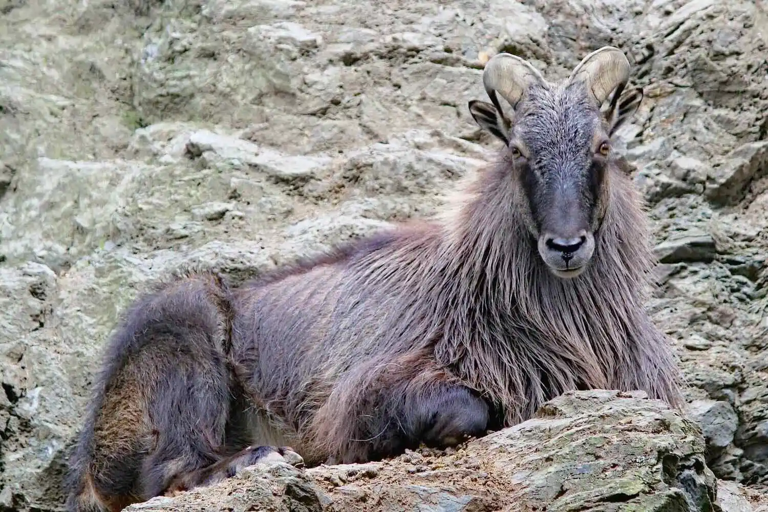 Himalayan Tahr Mountain Goat