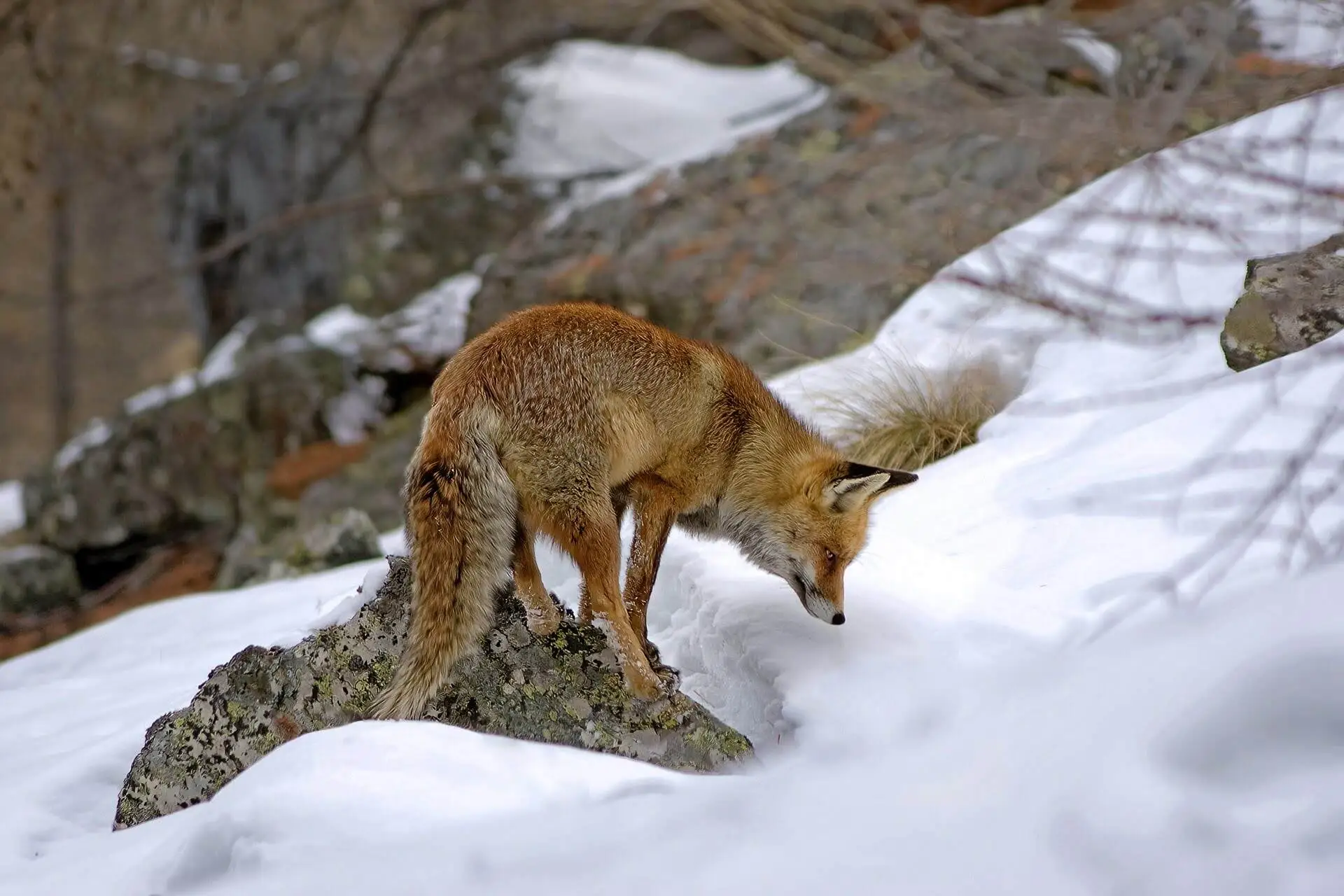 Red Fox in Winter Snow Red Fox in Winter Snow