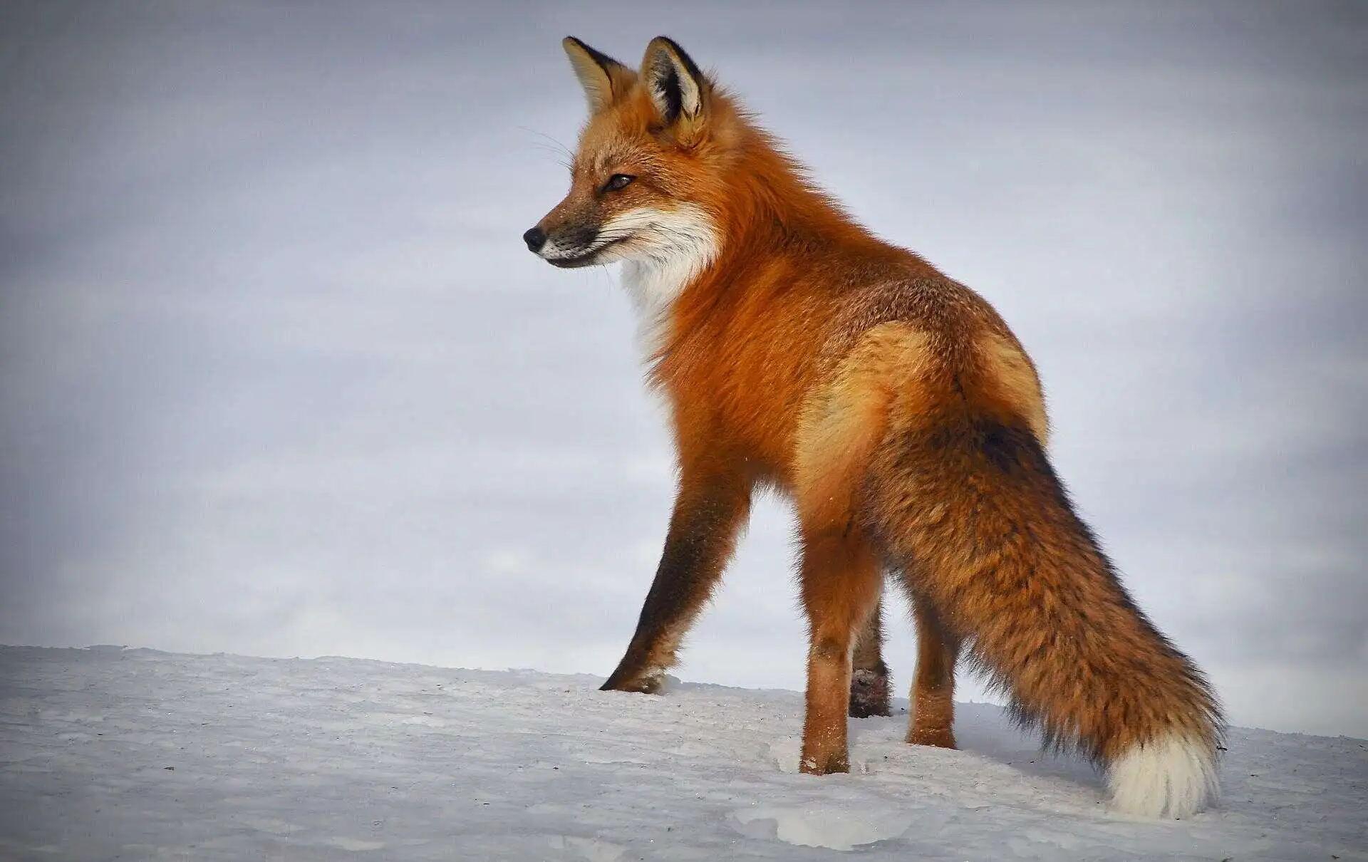 Red Fox on Snow Mounts Red Fox on Snow Mounts