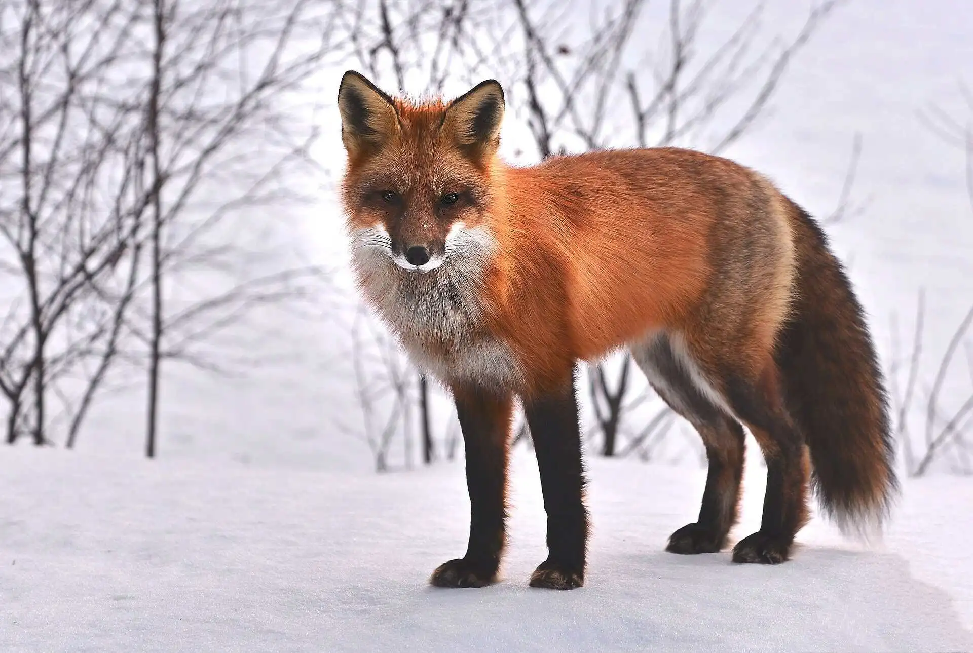 Red Fox in Himalaya Red Fox in Himalaya