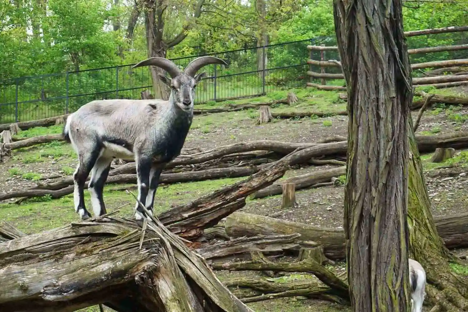 Blue Sheep Bharal