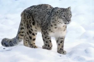 snow-leopard-india-roaming snow-leopard-india-roaming