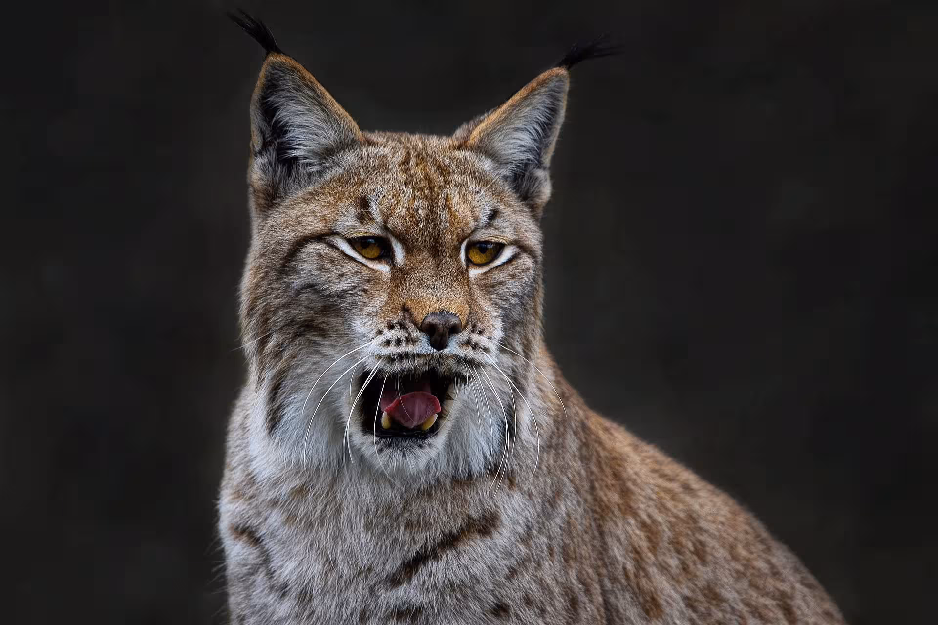eurasian-lynx